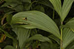 Green false hellebore